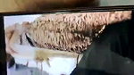 Desi Bhabhi Pussy Licking and Fucking