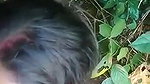 desi village boudi sucking cock outdoors