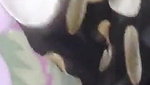 Village bhabhi 5 clips marged
