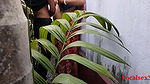 House Garden Clining Time Sex A Bengali Wife With Saree in Outdoor