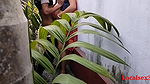 House Garden Clining Time Sex A Bengali Wife With Saree in Outdoor