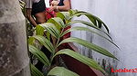 House Garden Clining Time Sex A Bengali Wife With Saree in Outdoor