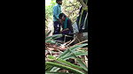 Indian Desi Boy Fucking Gf In Jungle