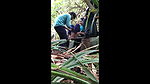 Indian Desi Boy Fucking Gf In Jungle