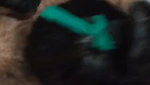 punjabi couple leaked sex