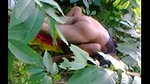 forest 8211 best place for fucking whores