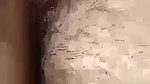 VID 20251029 WA0004