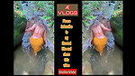 Bathing Desi bhabhi waterfall near river hot girl 2022
