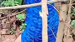 planting plants daily work desi aunty cleaning