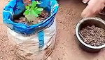 planting plants daily work desi aunty cleaning