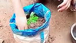 planting plants daily work desi aunty cleaning