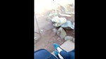 hand job and boob show in park