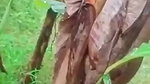 village lovers having sex in jungle