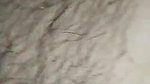 Desi Indian girl fucking mms