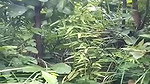 sex with chubby gf in jungle recorded by friend