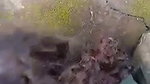 Sinhala (lanken) girl outdoor blowjob and ass show