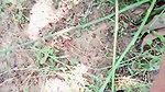 sex in open field
