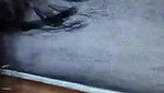 devar bhabhi sex
