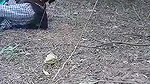 desi outdoor sex