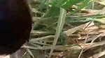 bf ne gf ki nangi video banyi