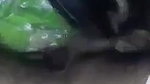 wife blowjob to hubby