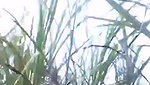 ganne ki khet mein bhabhi ke sath chudai