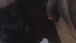 riding dick afte bj