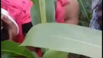bhutta khet mein bhabhi ke sath masti