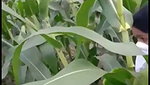 bhutta khet mein bhabhi ke sath masti