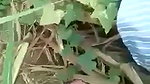 khet mein lejake ladki ko pela