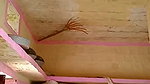guy fucking bhabhi