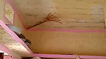 guy fucking bhabhi