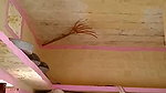 guy fucking bhabhi