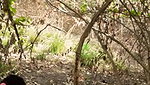 jungle mein gf ke sath chudai