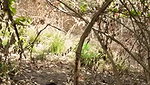 jungle mein gf ke sath chudai