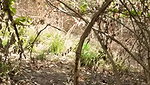jungle mein gf ke sath chudai