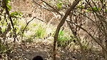 jungle mein gf ke sath chudai