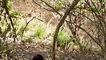 jungle mein gf ke sath chudai