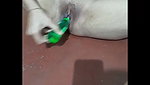 masterbating with bottle