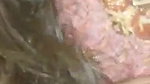 desi guy fucking foreigner girl