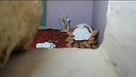 maulana ne bhabhi ki chudai kri