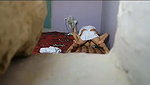 maulana ne bhabhi ki chudai kri