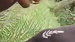 khet mein bhabhi ne lund chusa