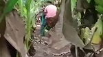 caught having sex in banana yard