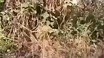 sexy wife pussy masturbation with cucumber in outdoor jungle