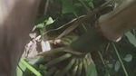 Dehati Desi Bhabhi fucked in jungle