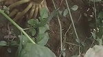Dehati Desi Bhabhi fucked in jungle