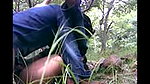 jungle mein ladki ko pela