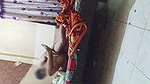 Desi Girl friend fucked her home