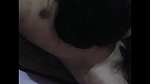 Desi Wife Blowjob and Fucked
